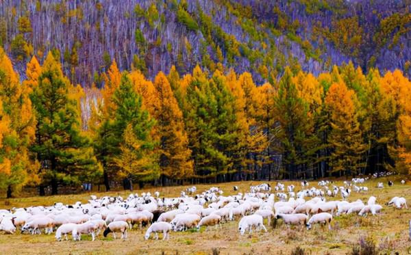國慶自駕遊路線(二):北京-阿爾山-呼倫 國慶自駕遊路線(二):北京-阿爾山-呼倫
