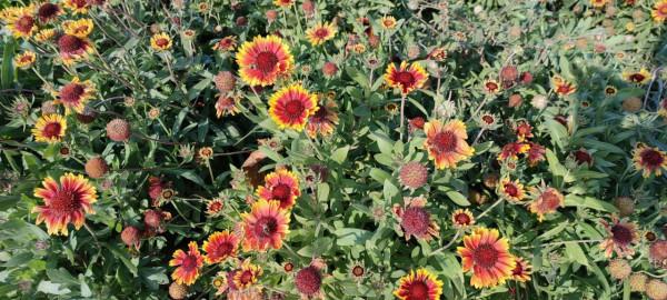 氣候，真的出現反常了嗎？