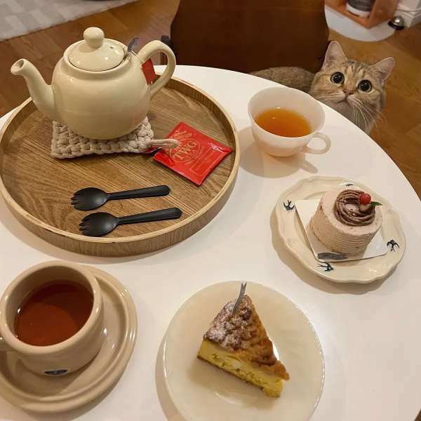 分享3貓2人住了五年滿當當的家 分享3貓2人住了五年滿當當的家