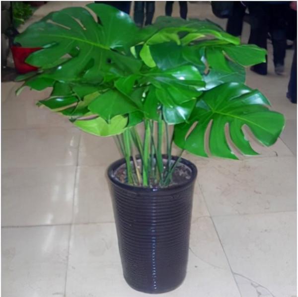 花卉“擺放”很重要,這3張“門”不能忽略,寓意大有深意 花卉“擺放”很重要,這3張“門”不能忽略,寓意大有深意