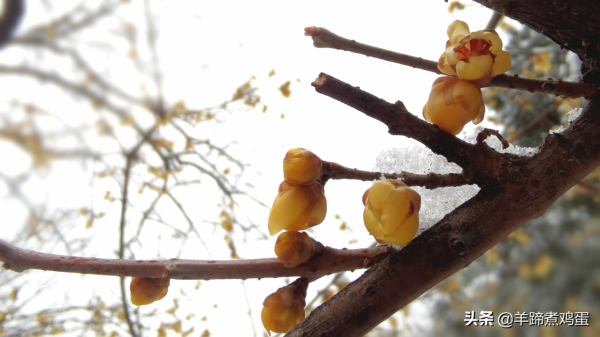 難覽觀園全畫景 雪覆臘梅一隅香&mdash;&mdash;踏雪尋遊北京大觀園