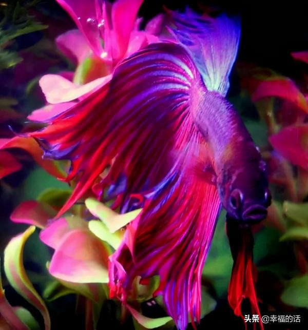 全世界最，最美的魚、最罕見的鳥，集齊了！大開眼界