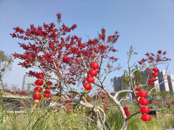 “一支冬青,紅火過年”,北美冬青為何是花中“愛馬仕” “一支冬青,紅火過年”,北美冬青為何是花中“愛馬仕”