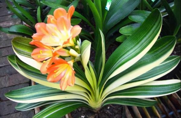 採光差,還想養花?7種“耐陰王”,隨便養一盆,一開四季花 採光差,還想養花?7種“耐陰王”,隨便養一盆,一開四季花