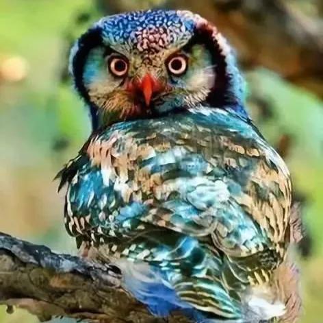 鳥的世界 鳥的天堂