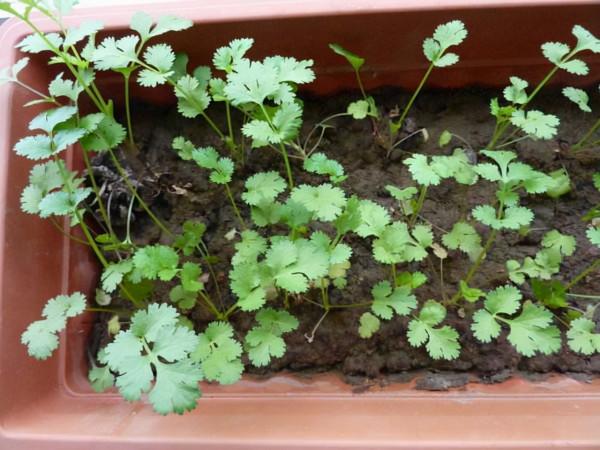 冬天種蔬菜首先這“8種”，不怕冷長得快，吃了一茬又一茬