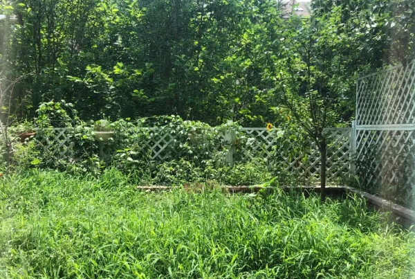 爆改2次,花費4萬,終將破舊小院改造成理想花園 爆改2次,花費4萬,終將破舊小院改造成理想花園