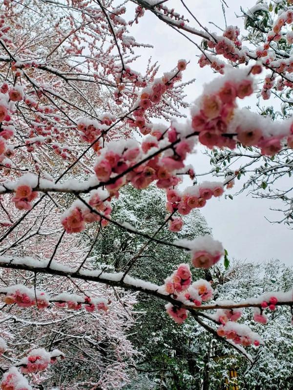 春雪紛飛染冬色 黔地皚皚似北國