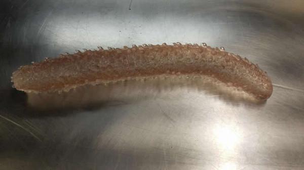 34張罕見動物照：烏龜衝上岸把鳥兒拖下水，山羊大口吞食小雞仔