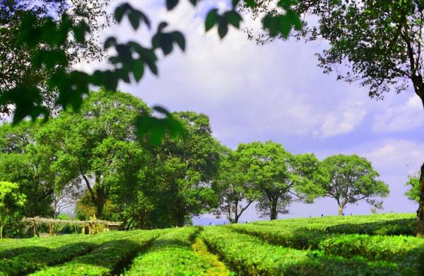 苦等5年，中國首條跨國高鐵通車了，雲南這座慢城正適合冬季出發