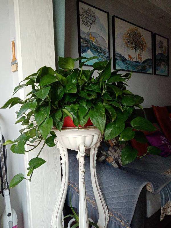 8種花,是個人就能養好,為啥我養不好 8種花,是個人就能養好,為啥我養不好