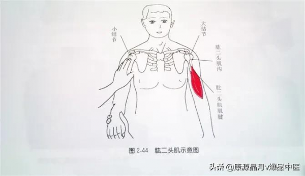 肩部疼痛的觸診圖解（很珍貴資料），值得一看