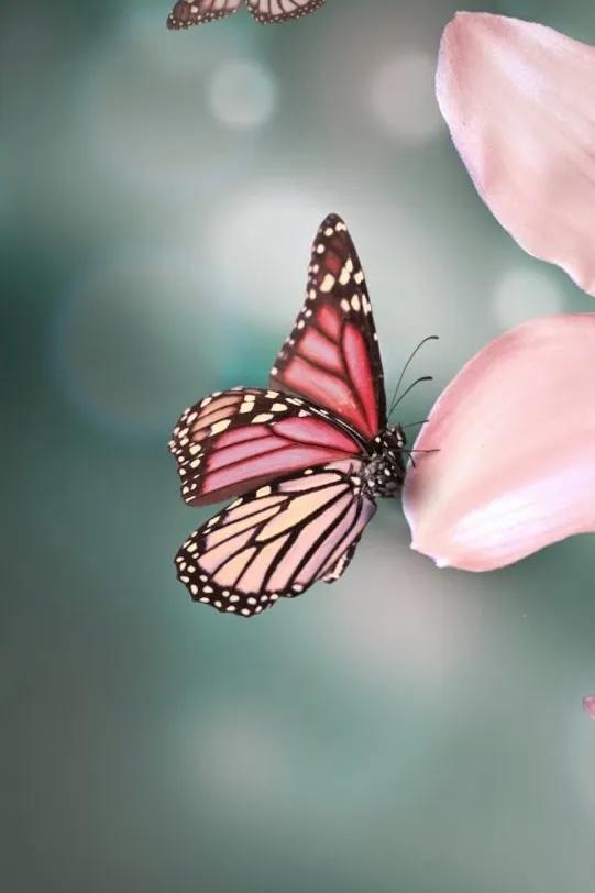 分享——美麗的蝴蝶