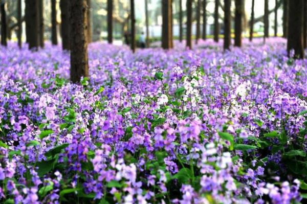 春日繁花圖鑑，帶你觀賞春季常見花卉，愛花的你還不來看看？