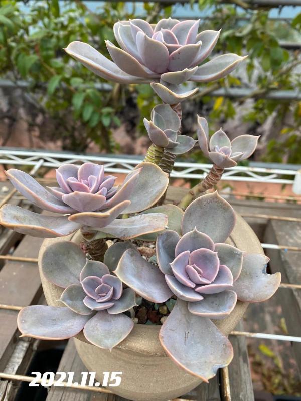 肉肉的輪迴：繁榮、美麗、衰敗、重生、逆襲