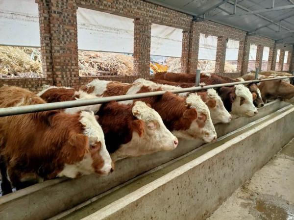 拜登砸10億美元反壟斷，美&OpenCurlyDoubleQuote;四大肉霸&rdquo;不為所動，對白宮發出警告