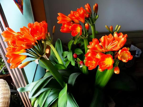 天冷後，需要“窮養”的六種花，水多易爛根，多曬愛生長