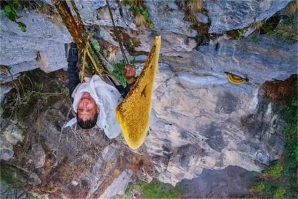 喜馬拉雅山採蜜人:蜂蜜每公斤3500美元也不賣,特供給尼泊爾皇室 喜馬拉雅山採蜜人:蜂蜜每公斤3500美元也不賣,特供給尼泊爾皇室