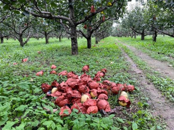 順義丨史家口果農老蔡哽咽:誰來買我的7000斤梨? 順義丨史家口果農老蔡哽咽:誰來買我的7000斤梨?