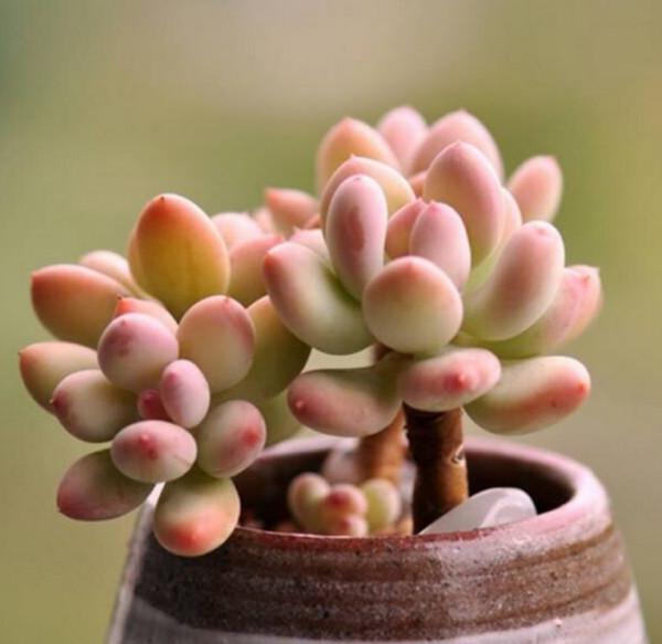 喜歡粉色胖美人,就養這6種,個個都可以驚豔到你 喜歡粉色胖美人,就養這6種,個個都可以驚豔到你