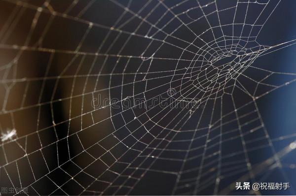 毒蜘蛛-五毒之——蜘蛛毒液,你應該瞭解的毒性知識(一)習性篇 毒蜘蛛-五毒之——蜘蛛毒液,你應該瞭解的毒性知識(一)習性篇