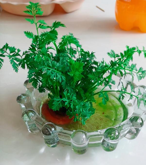 蔬菜頭別丟掉，放水裡3天生根，10天開花