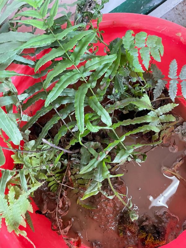 綠色小清新，不用花錢去買，你也可以擁有