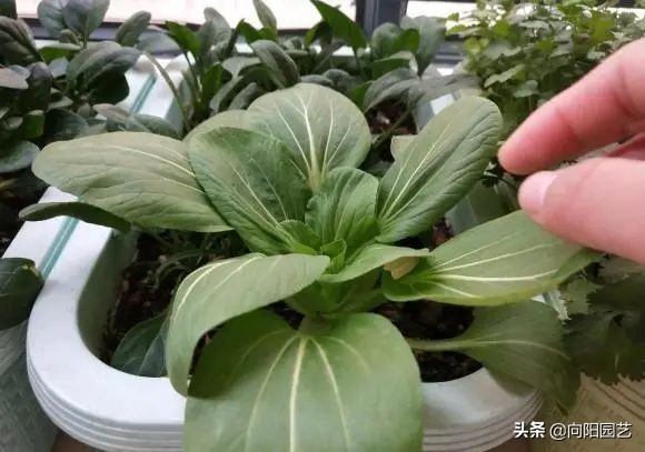 立春後，露臺上種這4種蔬菜，春天不用買菜了，自己種自己吃