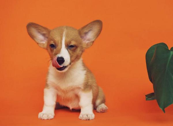 挑選寵物,性格最重要 挑選寵物,性格最重要