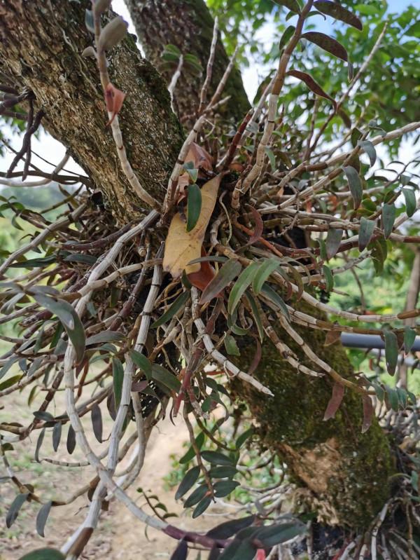 多次發現龍眼樹上有松鼠，原來松鼠竟然是來龍眼樹上吃石斛的