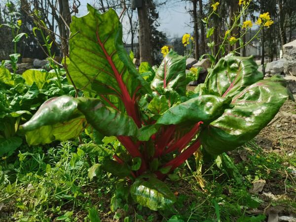 豆腐菜裡沒豆腐?農村4種名不副實的豆腐菜,你見過哪種? 豆腐菜裡沒豆腐?農村4種名不副實的豆腐菜,你見過哪種?