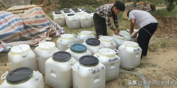 為什麼養蜂老齡化越來越嚴重「①意蜂農篇」