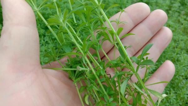 農村的&OpenCurlyDoubleQuote;鋸鋸滕&rdquo;有啥用？把它搗爛，跌打損傷有幫助