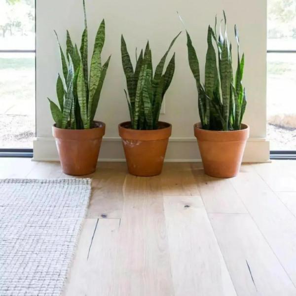 8種廢料你別扔,留著養花有妙用 8種廢料你別扔,留著養花有妙用