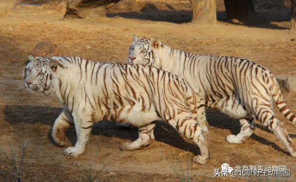 大爆料丨與萌虎來一場新年的約會 大爆料丨與萌虎來一場新年的約會