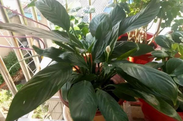 天氣轉涼,就別在室內盆栽它們,搬出屋蹭蹭長瘋了,滿盆花葉 天氣轉涼,就別在室內盆栽它們,搬出屋蹭蹭長瘋了,滿盆花葉