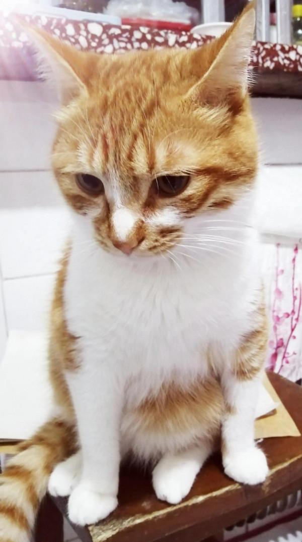 小橘姐姐的購物分享第五集