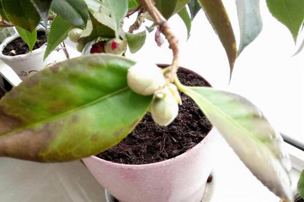 10種花，空氣再幹也別“噴水”，容易黃葉“掉花苞”