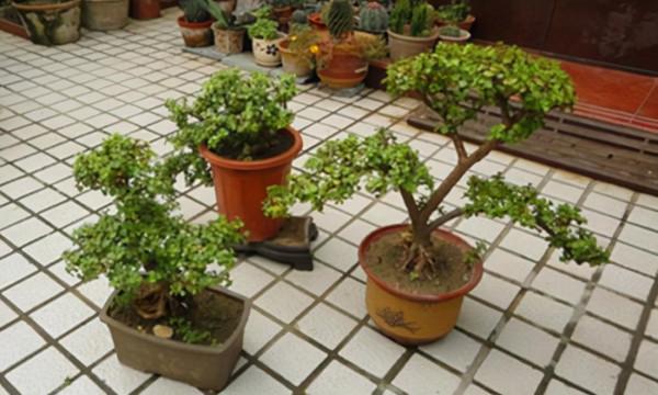 11種花得窮養,用小盆,少澆水,反而更精神 11種花得窮養,用小盆,少澆水,反而更精神