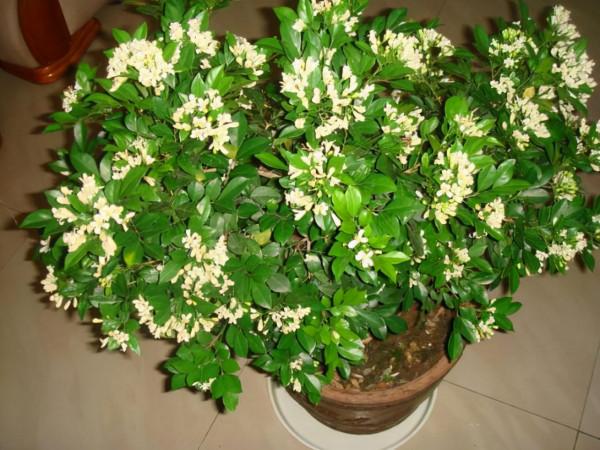 這“3種”香樹，家中養上1盆，香奈兒“5號”香水也比不過