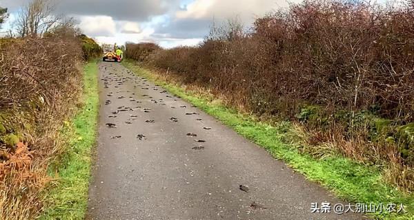 細思極恐！憨厚的外表藏著雞賊的野性，家豬真的會吃人嗎？