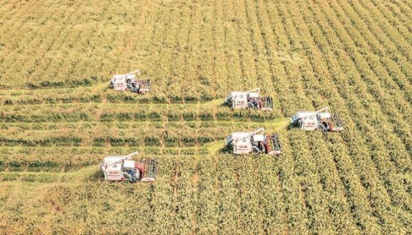 一幅農業強、農村美、農民富錦繡畫卷正在江蘇大地鋪展——金穗捲起千層浪，又是一年豐收時