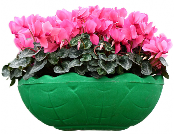 14種“過年花”，一個比一個大氣美麗，喜慶吉祥，超有幸福感