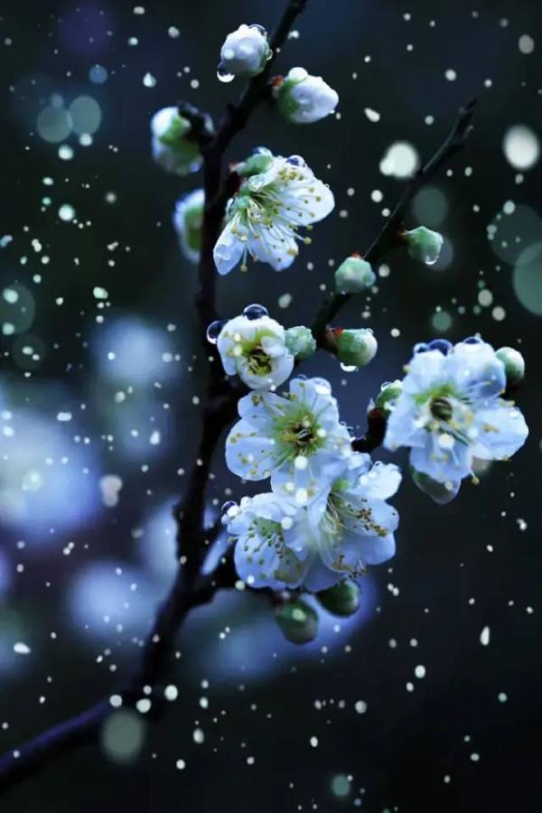 明日立冬，送你一組梅花圖，一首詩詞，願閤家團圓過暖冬