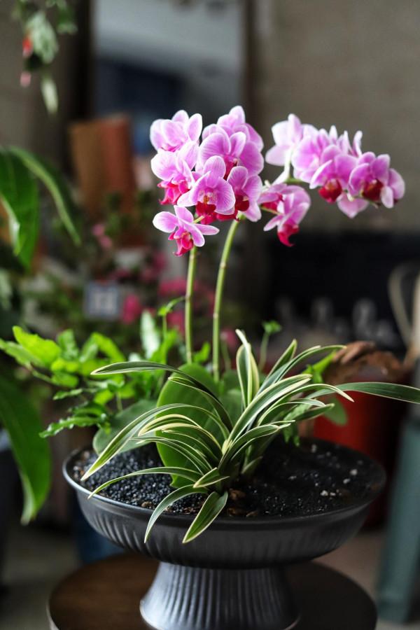 如何把1棵35元的蝴蝶蘭打造成350元的效果？