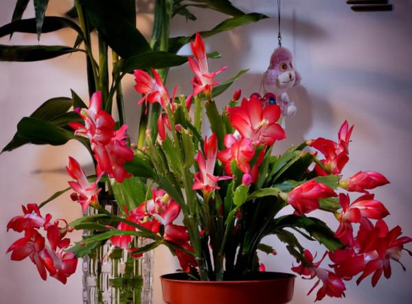 有3種“漂亮花”！現在開始養！天氣再冷也不怕！越冷越愛開花