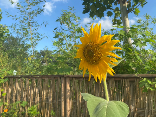 驚豔！海淀這個藝術園區繁花似海，還有戶外音樂營地、親子牧場......滿滿文藝範兒！