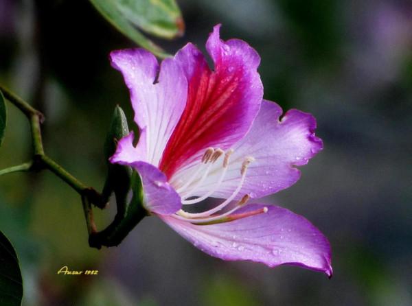 紫荊花，花大豔麗似彩蝶