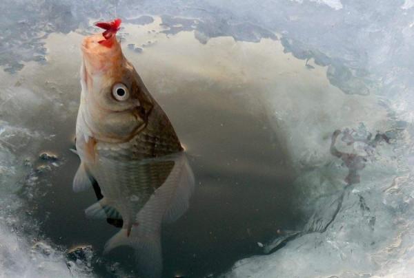 晚冬釣水庫，做到這幾點，天氣雖冷，漁獲卻不會少