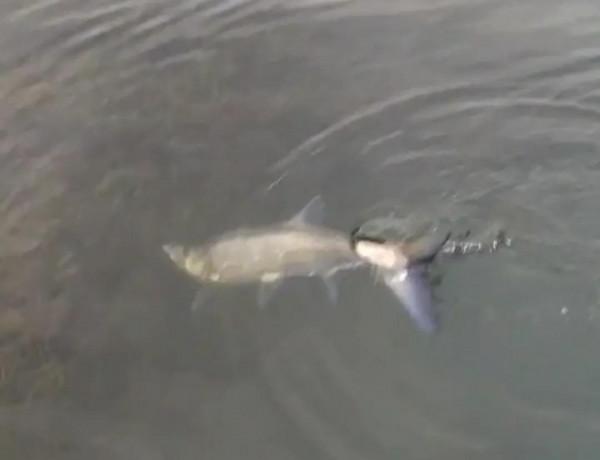 貴州萬峰湖翹嘴“大爆發”,有人3小時釣了十幾條,大的一米多長 貴州萬峰湖翹嘴“大爆發”,有人3小時釣了十幾條,大的一米多長